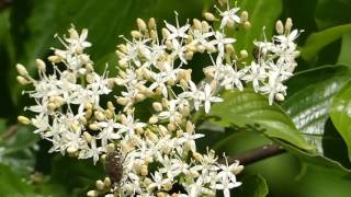 Black \u0026 Red Flower Chafers on Giant Dogwood Flowers クロハナムグリと赤銅型コアオハナムグリがミズキの花で摂食