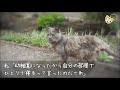 【猫の不思議な話】ある日幼い息子と飼猫が話し始め、私を危険から救ってくれた…十数年後にわかった衝撃の事実とは…【朗読】