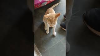 म्याऊ क्यू चिल्ला रही🐈