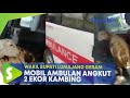 Ambulans Bawa Kambing, Wakil Bupati Lumajang Indah Amperawati Geram