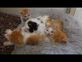 5匹の幼猫兄妹、再会からの奇跡の猫団子　the rescued 5 kitties cuddling