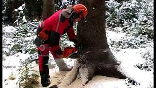 Felling, and handling the tree chainsaw Husqvarna 562 XP