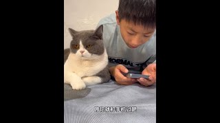 #猫和孩子 #萌宠出道计划 #抖in萌宠计划 #记录猫咪日常 #英短蓝白