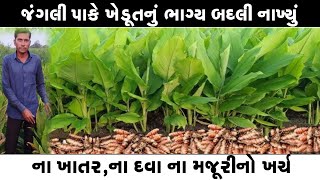 વિઘે 8 ખાંડી ઉત્પાદન ll ના ખાતરનો ખર્ચ થશે ના દવાનો ll ના ભૂંડ ખાશે, ના ગાય ll મફતીયો પાક રોકડી આવક