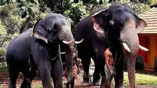 konni Krishna|കോന്നി ക്യഷ്ണ #konni#krishna#elephant#konni_elephant_camp#konni_krishna_status_video