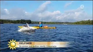 Simmar och paddlar med delfiner - i Östersjön - Nyhetsmorgon (TV4)