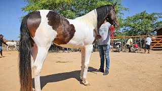 FEIRA DE CAVALO DE ALTINHO PE, SÁBADO, 23/11/24 #nordeste