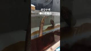 タウナギ春の目覚め　活動開始してビッグカーニバル補食