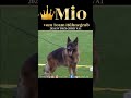 BSZS 2024 | VA1 Mio Vom Team Huhnegrab |  German Shepherd #germanshepherd #gsd