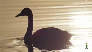 コハクチョウ～目覚めからねぐらに帰るまで　Cigno minore - dal risveglio al riposo　Tundra swan　Cygnus columbianus