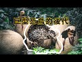 巨型恐鳥的後代｜奇異鳥演化的奥秘｜從KIWI鳥探討紐西蘭生態系統的演變