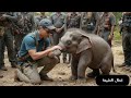 🚨 英雄的な救出！洪水に閉じ込められた赤ちゃんゾウ 🌊🐘