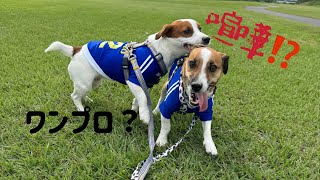 ワンプロってなに？🐶【ジャックラッセルテリア】