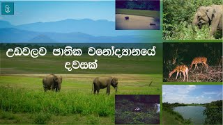 A tour of the Udawalawa National Park | උඩවලව ජාතික වනෝද්‍යානයට ගිය ගමන | biodiverse   Udawalawe