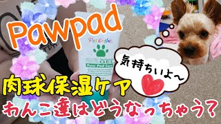 Pawpadで肉球ケアをするとわんこ達はどうなる？？