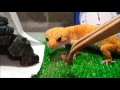 【ヒョウモントカゲモドキ】レッドローチを５匹捕食　leopard gecko　eating roach