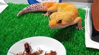 【ヒョウモントカゲモドキ】レッドローチを５匹捕食　Leopard Gecko　eating  roach