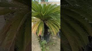 #beautiful #cycas #palm #plant | #new #video2022 | MK Gardening and Farming |