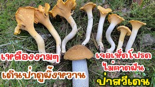 ดีใจสุด❗️เจอเห็ดขาส้มเป็นของตัวเอง 🍄 เหลืองป่าเดิมเต็มเลยค่ะ เก็บเห็ดป่าสวีเดน Ep.18/2024