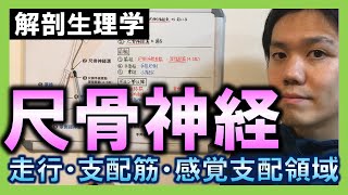 【基礎から勉強・解剖生理学】尺骨神経【理学療法士・作業療法士】