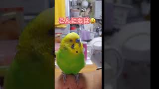 眠いけど、ちゃあちゃんと会話をするぴーちゃん😪#インコ#インコ可愛い #おしゃべりインコ #セキセイインコ #インコとの暮らし