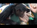 multi species exhibit of red faced spider monkeys｜黑蜘蛛猴｜アカガオクロクモザル混合展示｜chimelong safari park｜長隆野生動物世界