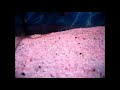 cichlids eating earthworms solucan ile beslenen balıklar