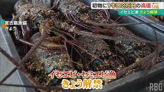 「セミエビ」に1キロ2万円の高値！県内のイセエビ漁がきょう解禁  宮古島のセリ賑わう