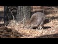 20210219 埼玉県こども動物自然公園 クオッカ ~japan saitama children s zoo quokka~