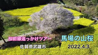 桜前線追っかけツアー「馬場の山桜」佐賀県武雄市