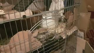 Degu Nita biting the bars upsidedown