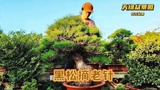 入秋后给黑松盆景摘老针，使得来年松针长得更好