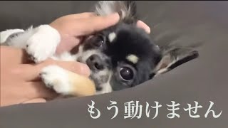 【チワワ】催眠術にすぐかかる犬