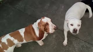 Basset hound visits a friend