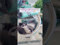 初めて見る噴水に興奮するモモンガ𓄛𓄛⛲️ フクロモモンガ フクモモ 動物 みゅうふぁみりー 噴水