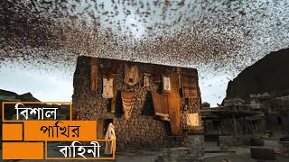 আল্লাহ আবাবিল পাখি দিয়ে যেভাবে 'কাবা' ঘর রক্ষা করেছিলেন ☝🏻