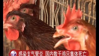 感染支气管炎 国内数千鸡只集体死亡 [20160711]