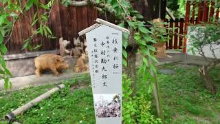 6月～【奈良県大和郡山市】  源九郎稲荷神社 カメラ買ったばかりの撮影