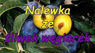 Nalewka ze śliwek węgierek.