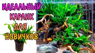 ПАПОРОТНИК КАРЛИКОВЫЙ МИКРОСОРУМ ( MICROSORUM PTEROPUS PETITE )