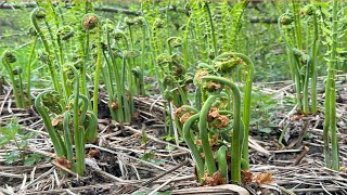 เก็บผักกูดฝรั่งล่าสุดปี 2024 ชีวิตในอเมริกา Picking Fiddleheads/Ostrich Fern ชีวิตเมียฝรั่งบ้านนอก