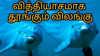 வித்தியாசமாக தூங்கும் விலங்கு#dolphin