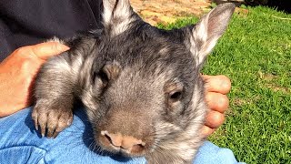 Grandma falls in love with a wombat