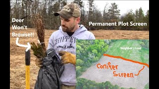 Perennial Food Plot Screen [planting spruce trees]