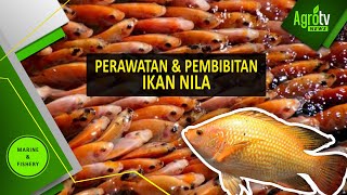 PROSES PEMIJAHAN DAN PEMINDAHAN BIBIT IKAN NILA