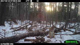 Coyote sitting @ sunrise