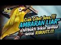 Ciak Ciak Kecial Kuning CIBET CIBET JOSS‼️Ampuh Bikin Semua Kecial RIBUT NYAUT‼️| PEPADU KECIAL