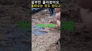 주말농장의하루#마늘#가을농사#양평주말농장#