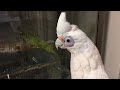 アカビタイムジオウムの夢ちゃんの交流