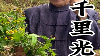 路边不起眼的小黄花竟然就是千里光，跟菊花相似，你能分清吗＃千里光 ＃野菊花 ＃大自然的馈赠 ＃植物科普 ＃农村生活